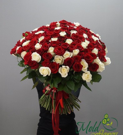 Букет из 151 красно-белой голландской розы 50-60 см Фото 394x433